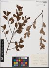 Foto von Salix aurita L.